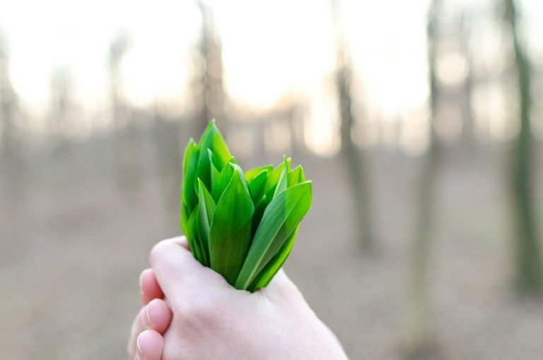 Szorstkowiec Fortunego (Trachycarpus fortunei) w ogrodzie: uprawa, pielęgnacja, cena